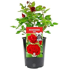Gardenersdream remember rose for sale  Delivered anywhere in UK