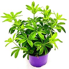 Waldmeister galium doratum gebraucht kaufen  Wird an jeden Ort in Deutschland