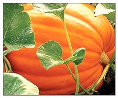Big max pumpkin for sale  Delivered anywhere in USA 