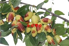 Jujube tree moon for sale  Delivered anywhere in USA 