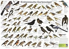 Einheimische gartenvögel gebraucht kaufen  Wird an jeden Ort in Deutschland