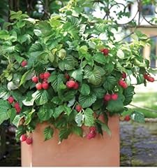 Raspberry shortcake live for sale  Delivered anywhere in USA 