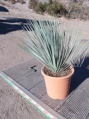 Yucca rostrata usato  Spedito ovunque in Italia 