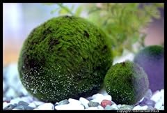 Sfere muschio marimo usato  Spedito ovunque in Italia 