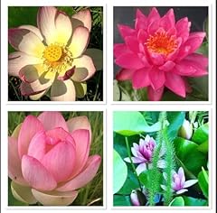 Lot graines lotus d'occasion  Livré partout en Belgiqu