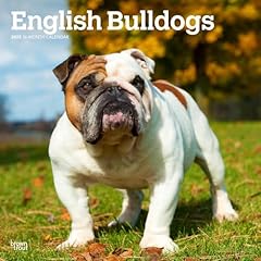 English bulldogs 2025 for sale  Delivered anywhere in USA 