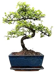 Bonsai tree pot for sale  Delivered anywhere in UK