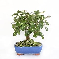 Kentis bonsai quercus usato  Spedito ovunque in Italia 