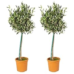 Bloomique 2er set gebraucht kaufen  Wird an jeden Ort in Deutschland
