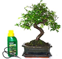 Bonsai plants real for sale  Delivered anywhere in UK