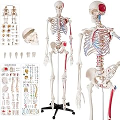 Tectake modello anatomico usato  Spedito ovunque in Italia 