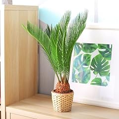 Sago palm seeds for sale  Delivered anywhere in USA 