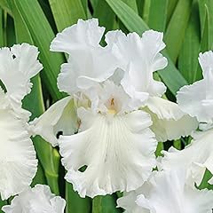 Immortality bearded iris for sale  Delivered anywhere in USA 
