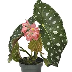 Begonia flamingo queen for sale  Delivered anywhere in USA 