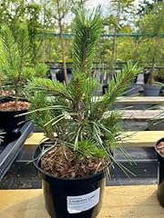 Scots pine louisiana for sale  Delivered anywhere in UK