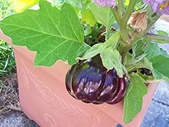 Ruffled red eggplant for sale  Delivered anywhere in USA 