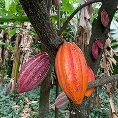 Theobroma cacao seeds usato  Spedito ovunque in Italia 