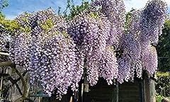 Wisteria standard tree for sale  Delivered anywhere in UK