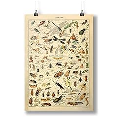 Insect Poster, Science Art, 1849 A0 A1 A2 A3 A4 Affiche d'occasion  Livré partout en France