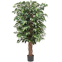 Hollyone ficus benjamini gebraucht kaufen  Wird an jeden Ort in Deutschland
