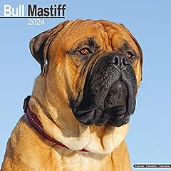 Bull mastiff calendar for sale  Delivered anywhere in UK