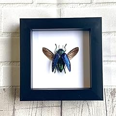 Blue jewel beetle for sale  Delivered anywhere in UK