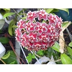 Hoya publicalix fiore usato  Spedito ovunque in Italia 