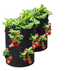 Gotgelif strawberry grow for sale  Delivered anywhere in USA 