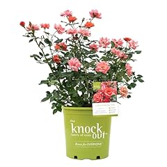 Gallon knock rose for sale  Delivered anywhere in USA 
