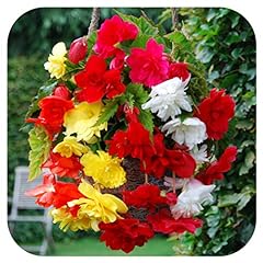 Begonia pendula mix for sale  Delivered anywhere in UK