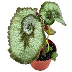 Begonia escargot painted for sale  Delivered anywhere in USA 