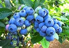 Blueberry plants legacy for sale  Delivered anywhere in USA 