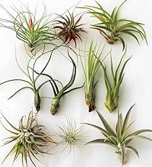 Air plant pack for sale  Delivered anywhere in UK