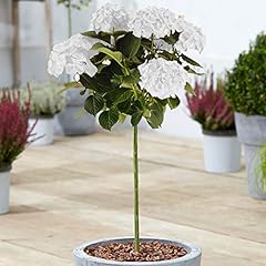Hydrangea macrophylla tree for sale  Delivered anywhere in UK