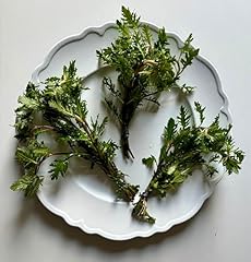 Wisteria easy low for sale  Delivered anywhere in USA 