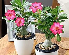 Desert rose seeds for sale  Delivered anywhere in UK