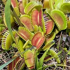 Venus fly trap for sale  Delivered anywhere in UK