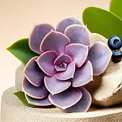 Echeveria succulents live for sale  Delivered anywhere in USA 