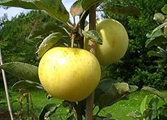 Apfelbaum groß alte gebraucht kaufen  Wird an jeden Ort in Deutschland