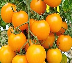 Tomato honeycomb plug for sale  Delivered anywhere in UK