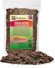 Gardenera premium dracaena for sale  Delivered anywhere in USA 