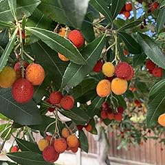 Suttons arbutus unedo for sale  Delivered anywhere in UK