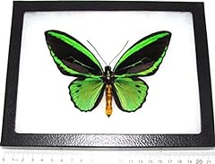 Bicbugs ornithoptera priamus for sale  Delivered anywhere in USA 