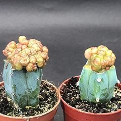949. mammillaria bocasana for sale  Delivered anywhere in UK