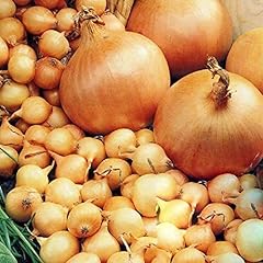 Onion sets stuttgarter for sale  Delivered anywhere in UK