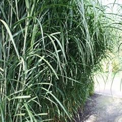Riesen chinaschilf miscanthus gebraucht kaufen  Wird an jeden Ort in Deutschland