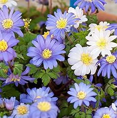 Anemone blanda mixed for sale  Delivered anywhere in UK