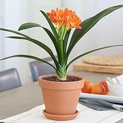 Easy houseplant clivia for sale  Delivered anywhere in UK