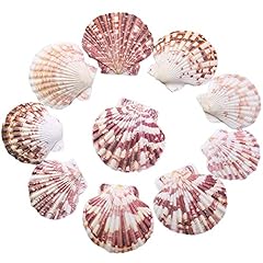 Lucky baby scallop for sale  Delivered anywhere in USA 