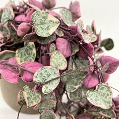 Rare variegated ceropegia for sale  Delivered anywhere in UK